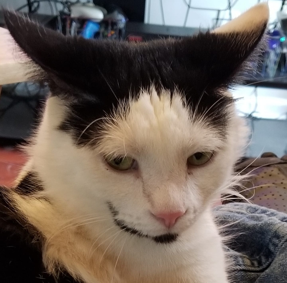 Meet your Posher, Joe